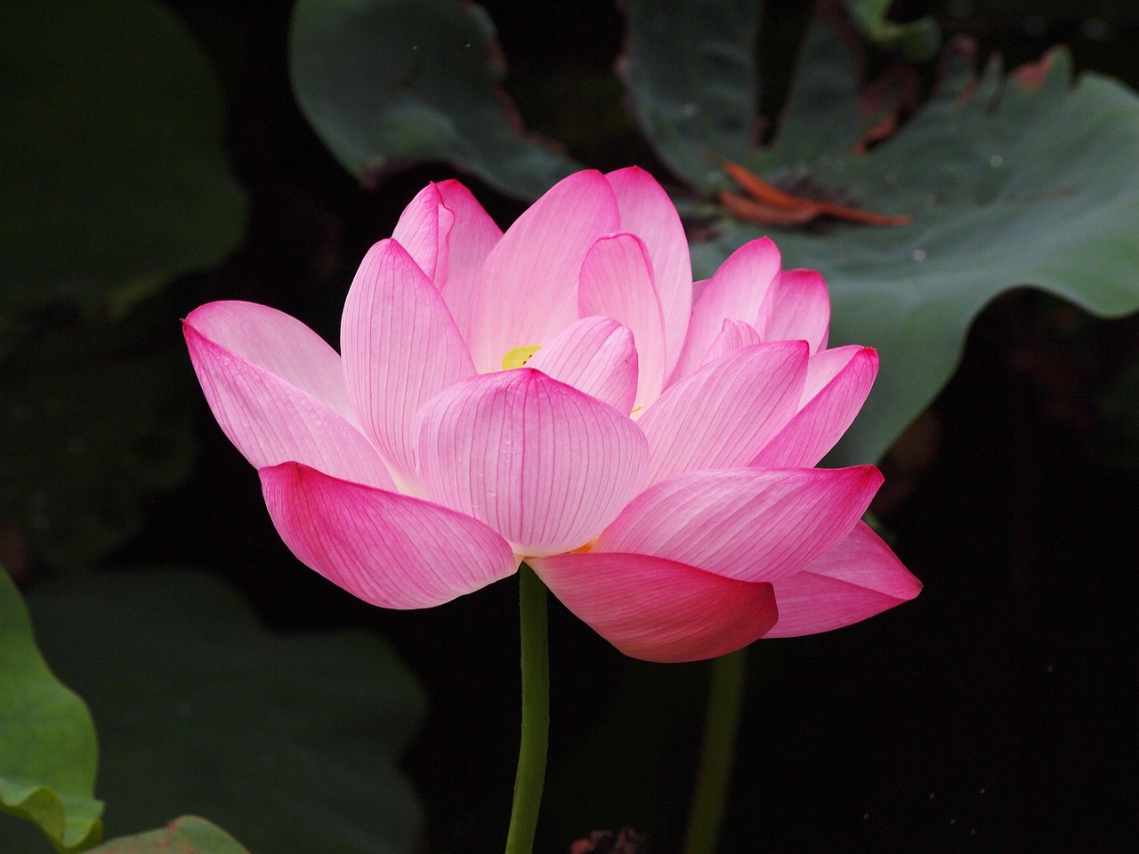 lotus flower, pink, lotus, lotus flower, lotus flower, lotus, lotus, lotus, lotus, lotus