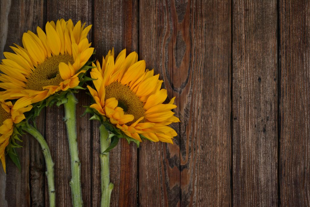Three bright yellow sunflowers on a rustic wooden surface with ample copy space.