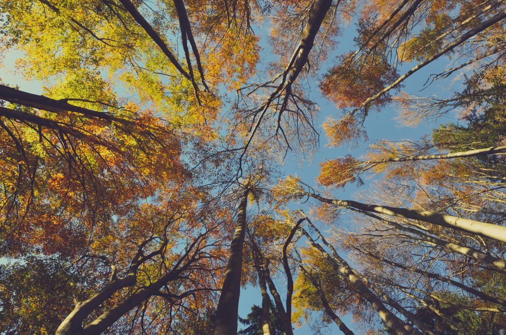 View of colorful autumn trees with blue sky, captured from below.